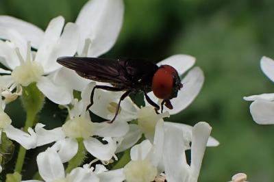 Chrysogaster solstitialis