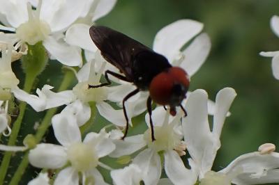 Chrysogaster solstitialis