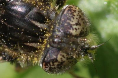 Eristalinus sepulchralis