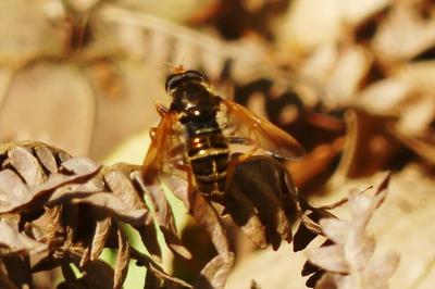 Caliprobola speciosa