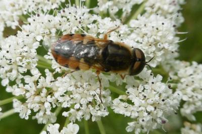 Odontomyia ornata
