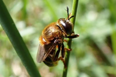 Microdon sp. (myrmicae/mutabilis)
