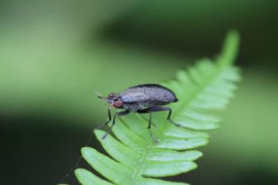 Coremacera marginata