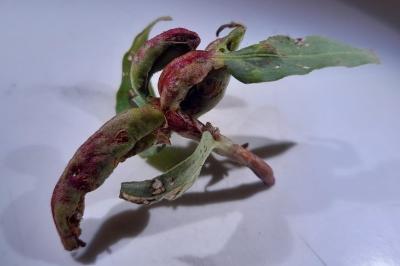 Wachtliella persicariae