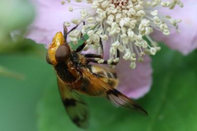 Volucella inflata