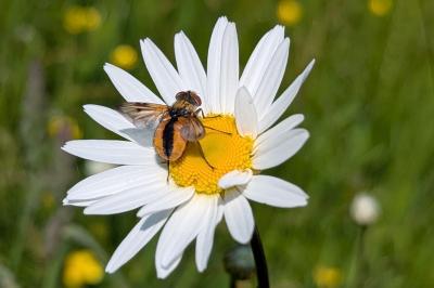 Ectophasia crassipennis