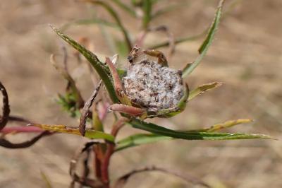Rhopalomyia ptarmicae