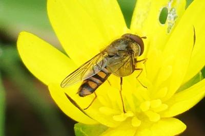 Episyrphus balteatus