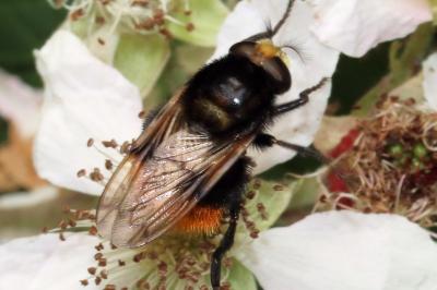 Volucella bombylans var. bombylans