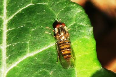 Episyrphus balteatus