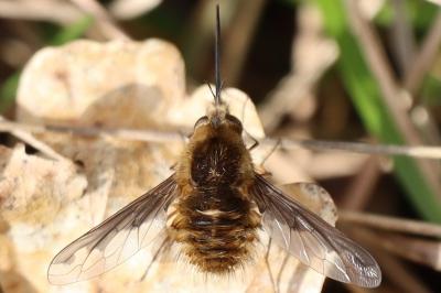 Bombylius major