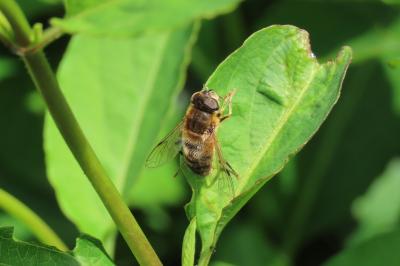 Eristalis pertinax