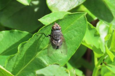Calliphora vicina