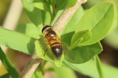 Epistrophe eligans