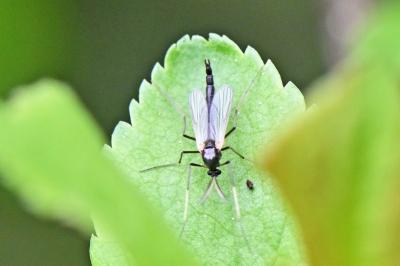 Chironomidae