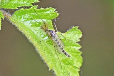 Chironomus plumosus