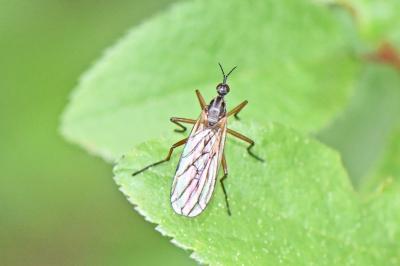 Empis