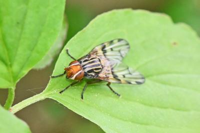 Otites porcus