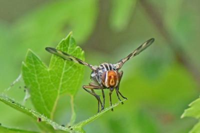 Otites porcus