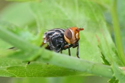 Otites porcus