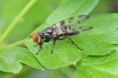 Otites porcus