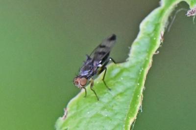 Geomyza