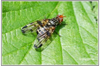 Otites ruficeps