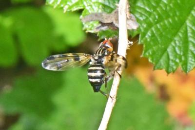 Otites porcus