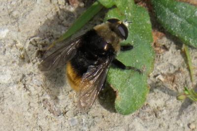 Volucella bombylans