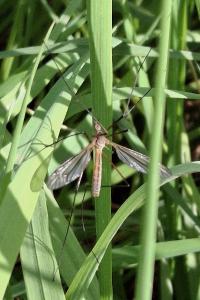 Tipula vernalis