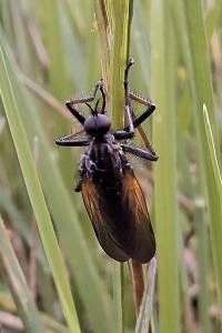 Empis tessellata