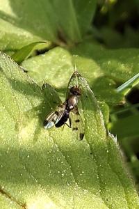Geomyza tripunctata