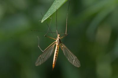 Nephrotoma flavescens