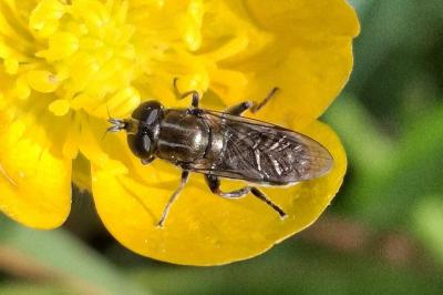 Eumerus