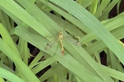 Nephrotoma quadrifaria