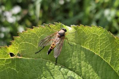 Rhagio tringarius