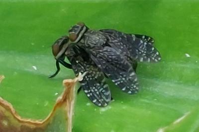 Platystoma seminationis