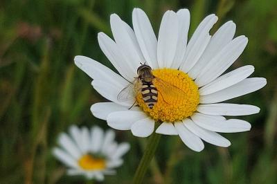 Eupeodes corollae