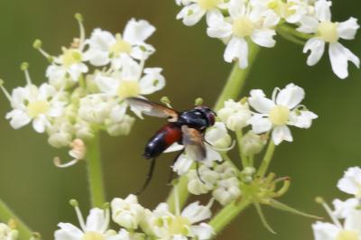 Cylindromyia brassicaria
