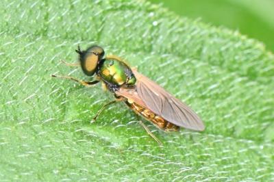 Chloromyia formosa