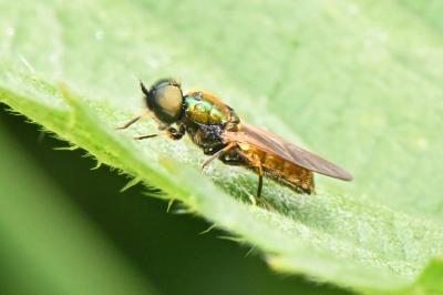 Chloromyia formosa