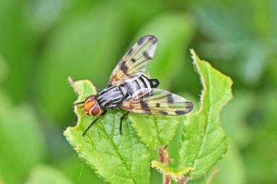 Otites porcus