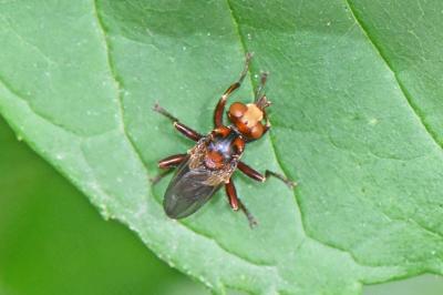 Sicus