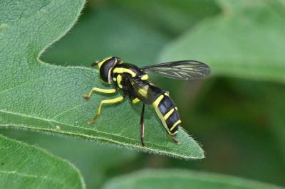 Xanthogramma