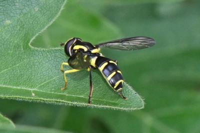 Xanthogramma