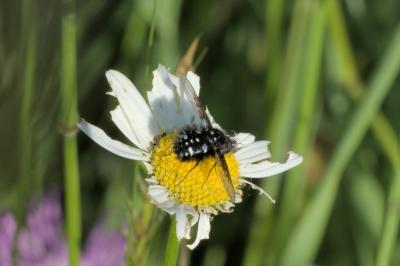 Bombylella atra