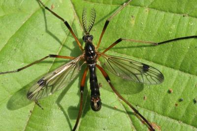 Dictenidia bimaculata