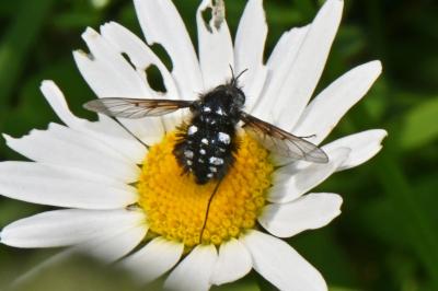 Bombylella atra