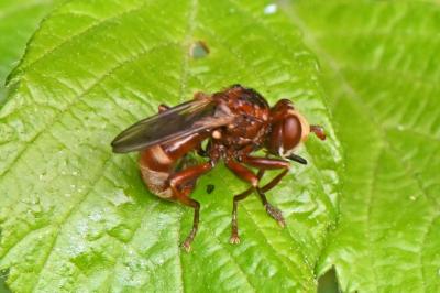 Sicus ferrugineus