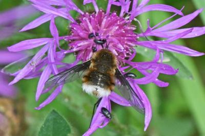 Bombylius cruciatus